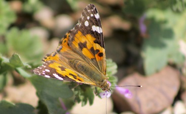 طبیعت بهاری ابهر